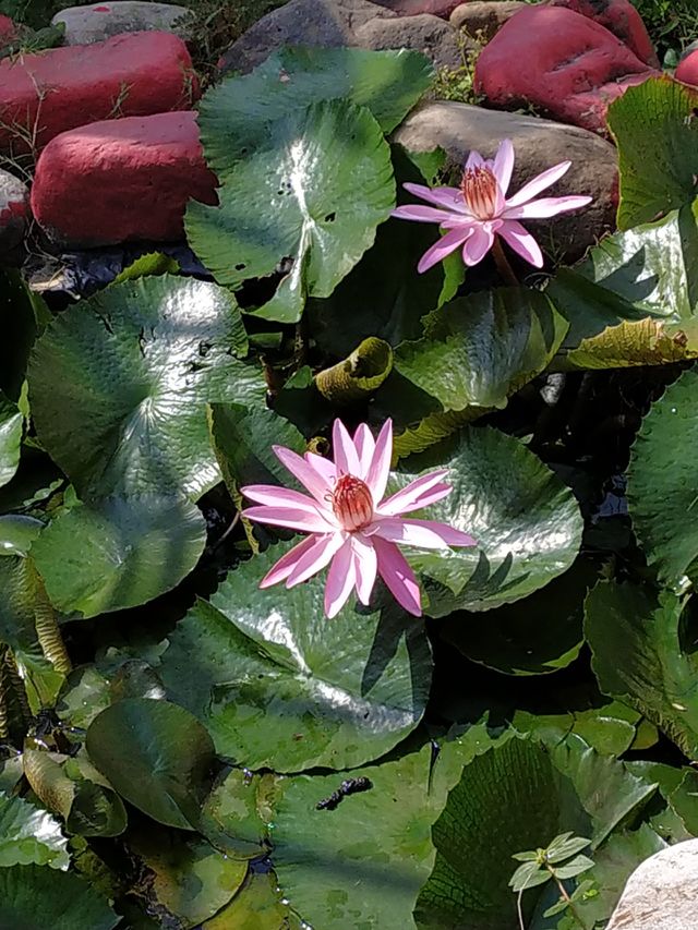 Beauty fighting hard against the transition of seasons with all its splendour