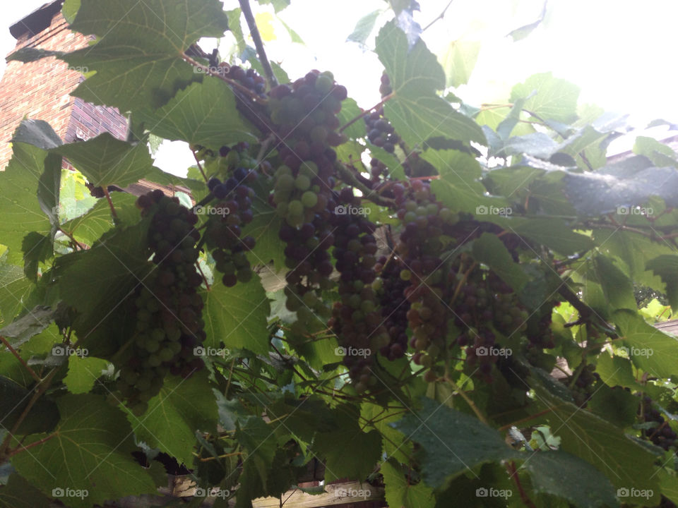 Grapevine. Grapevine at Benmarl Winery