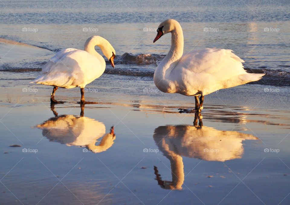 Reflection of swans on sea