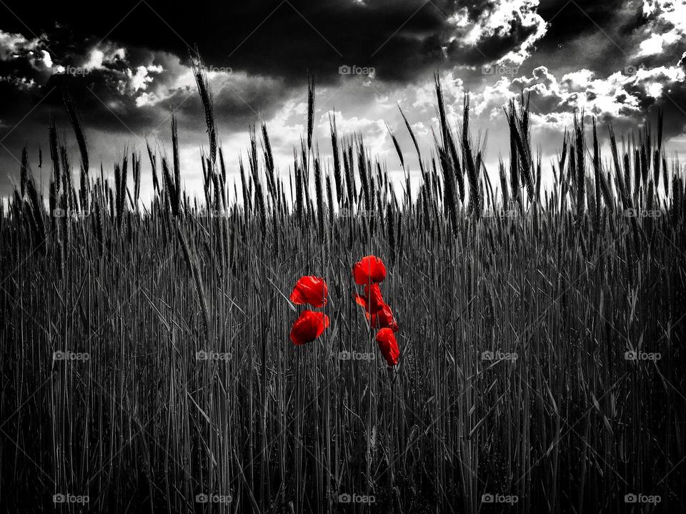 poppies in cornfield.