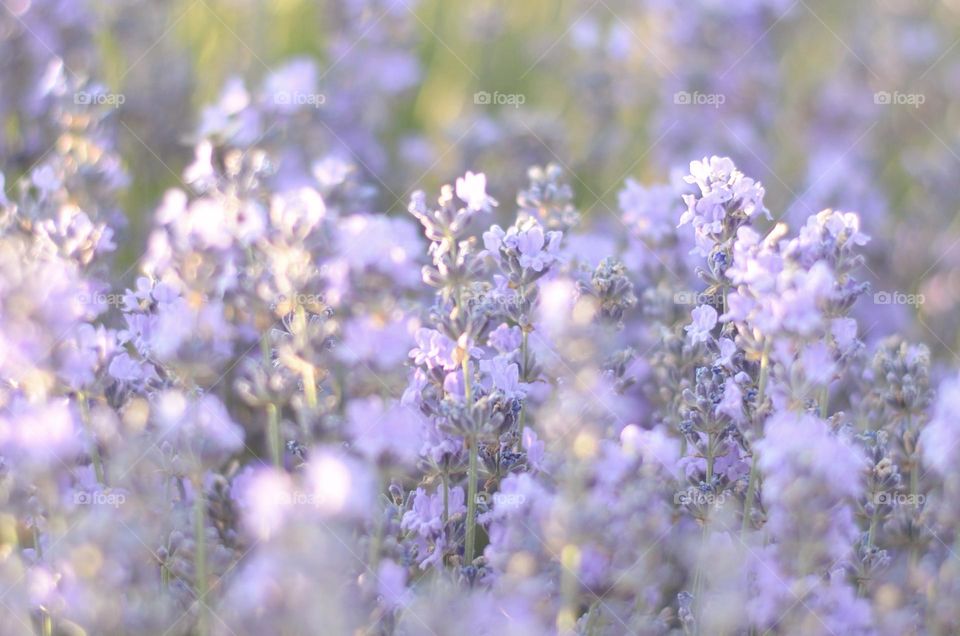 Lavender field close up