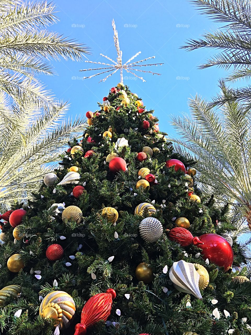 Desert Christmas tree.