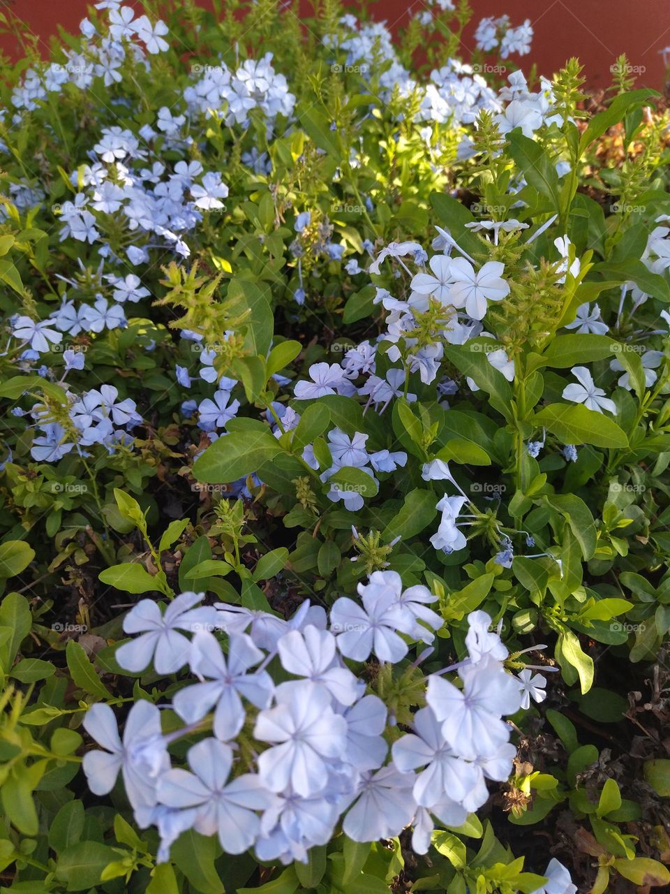 Garden and flower