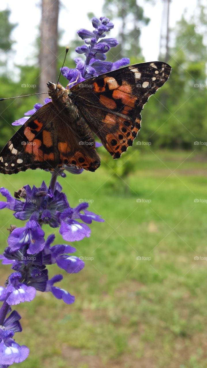 Painted Lady Butterfly