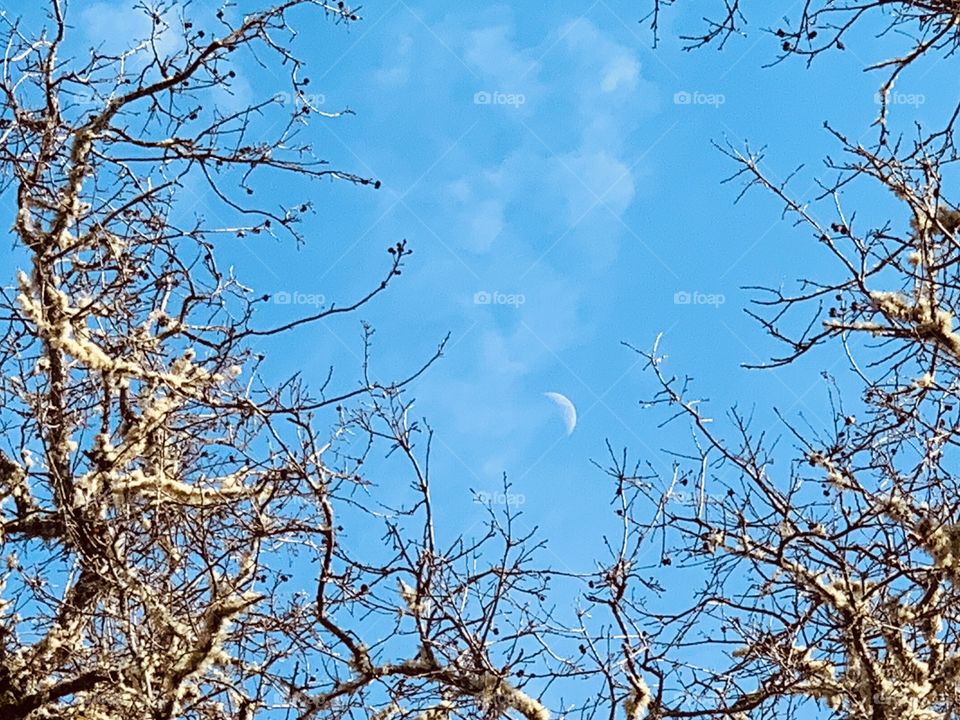 Moon and oak tree branches