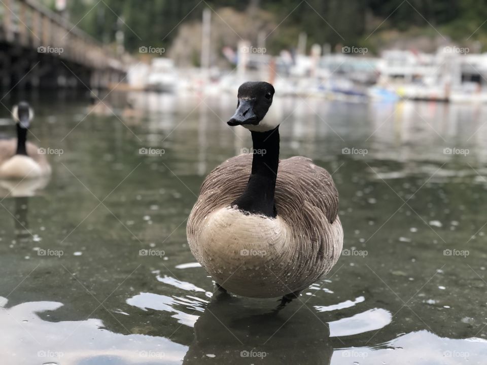 Swan, Duck, Goose, Lake, Water