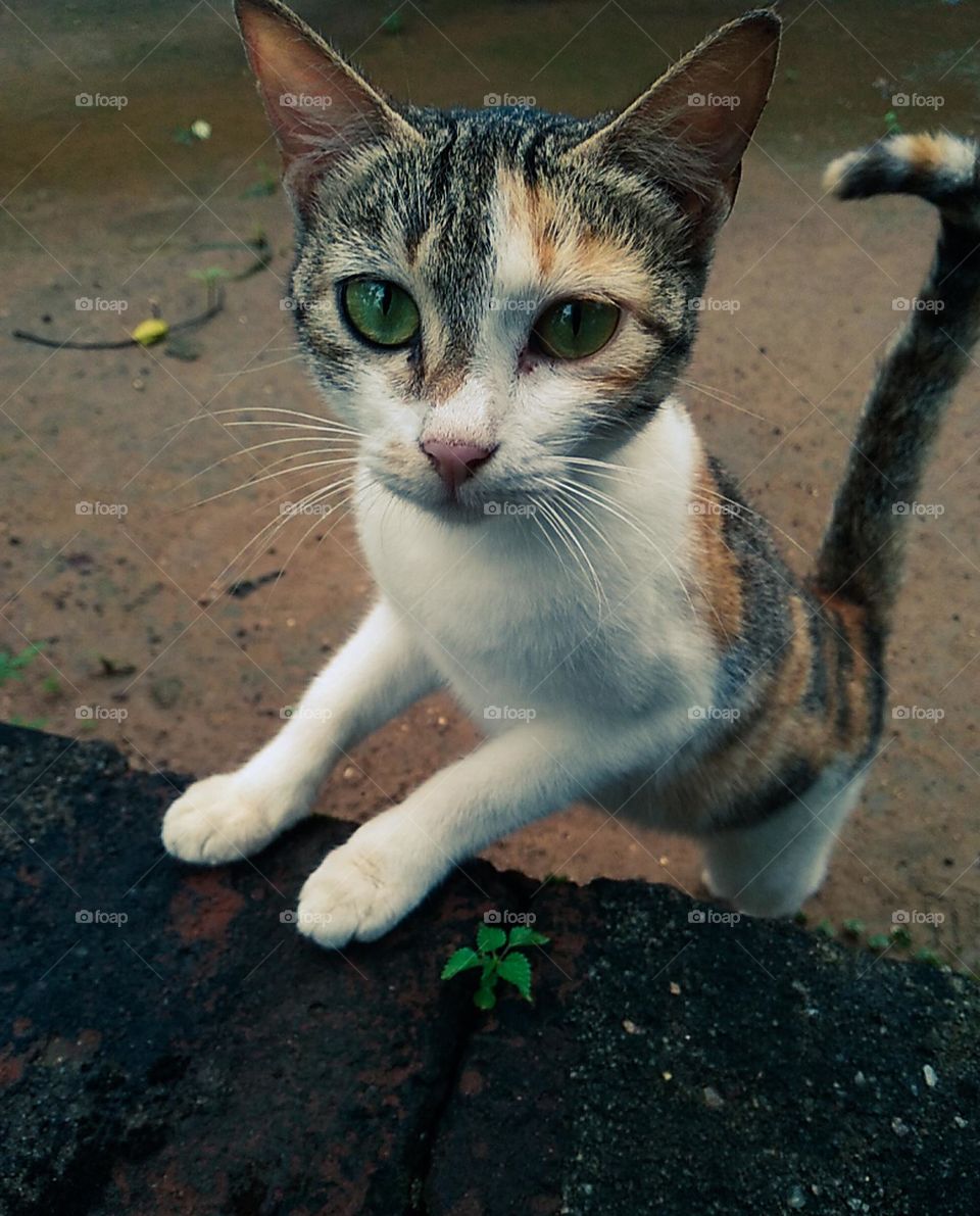 cute cat