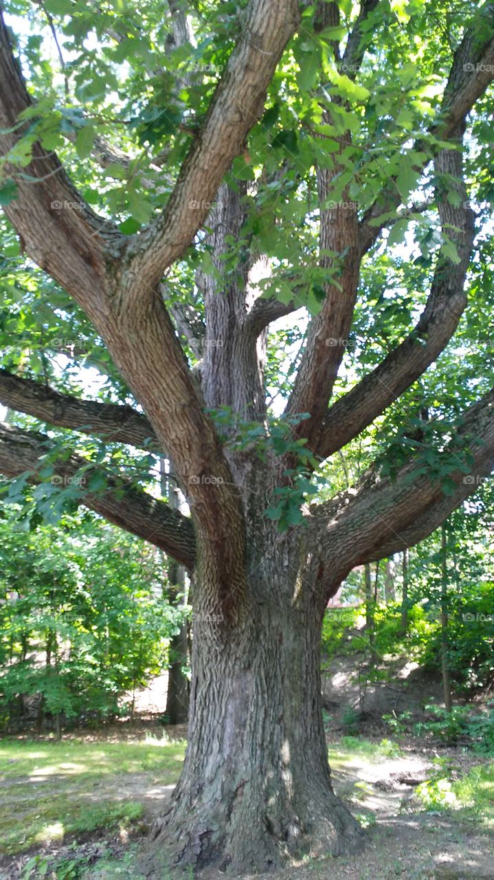 Tree, Wood, No Person, Nature, Leaf