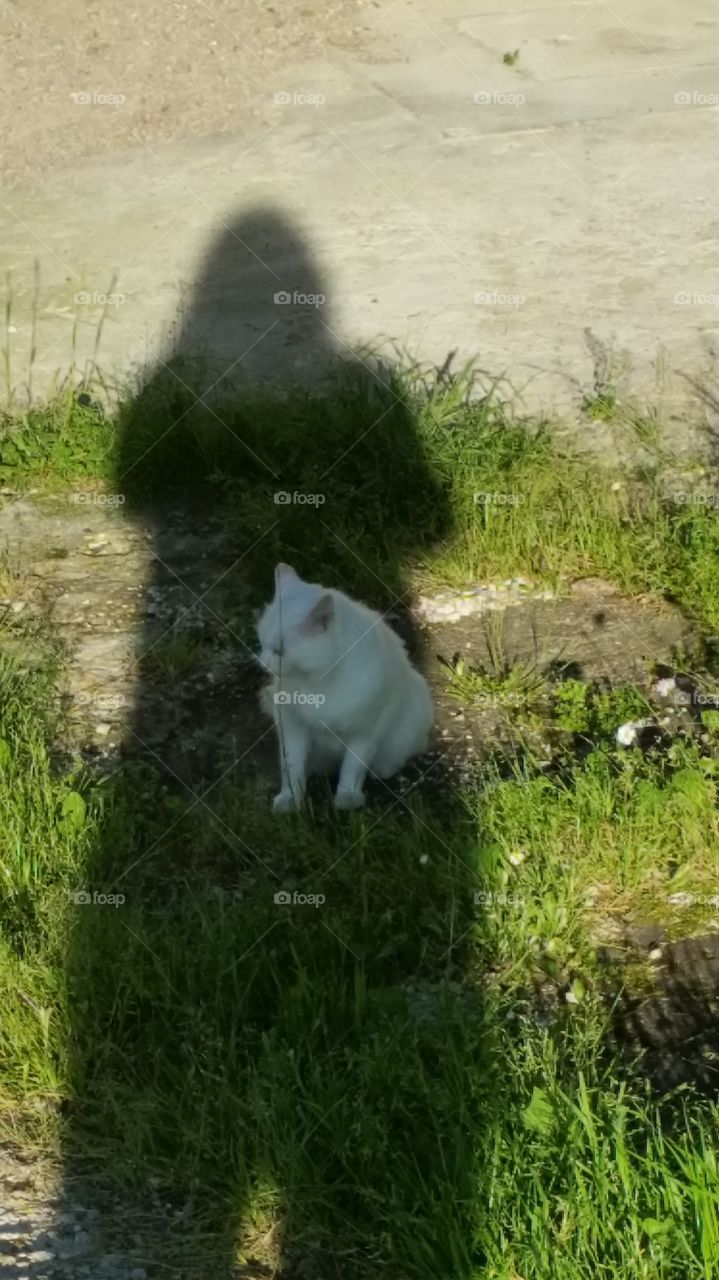 my White cat