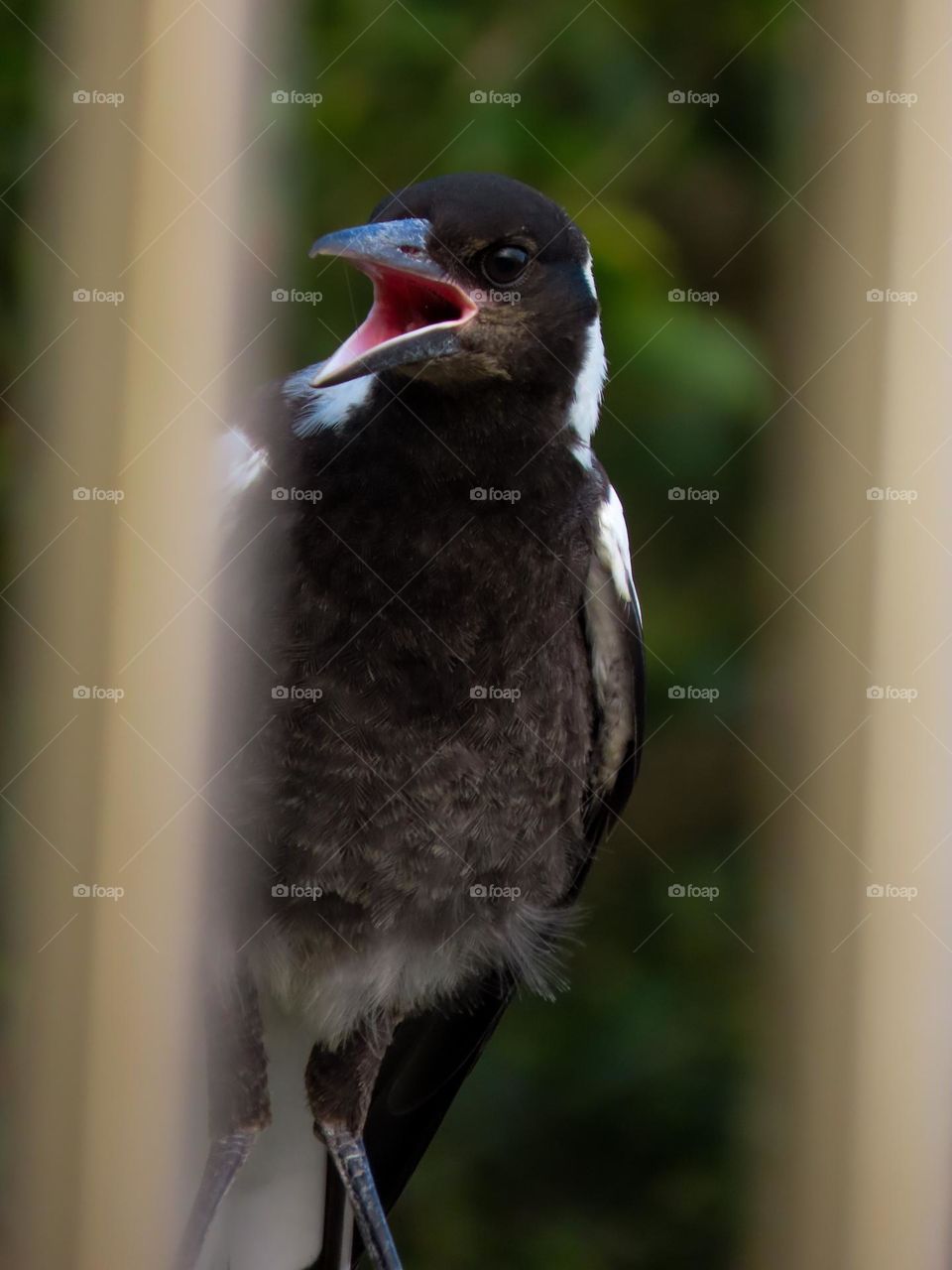 Magpie squawking 