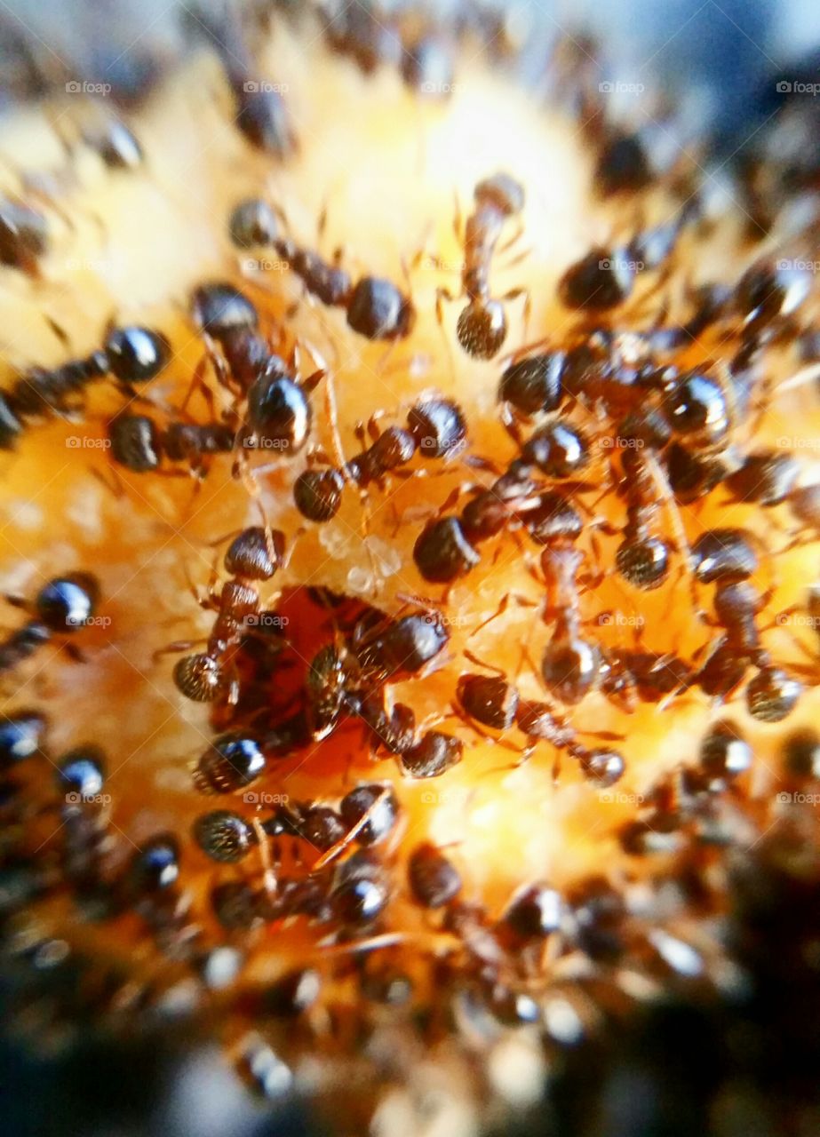 Tiny ants devouring a discarded  cracker on the sidewalk.