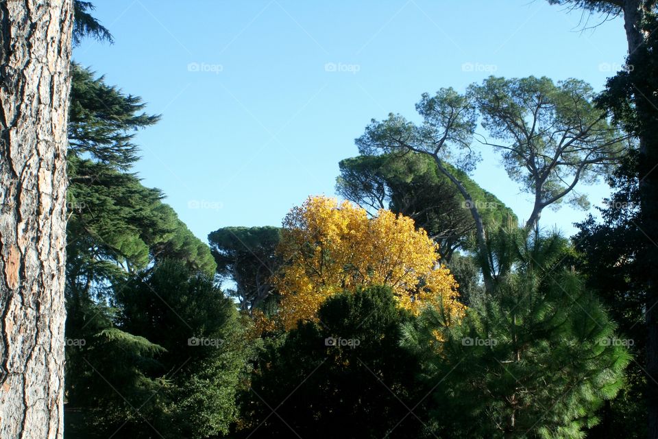 Trees catching light