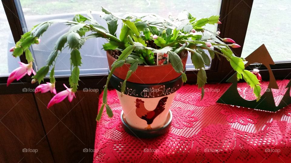Rise and Shine Flower Pot. flowering Christmas Cactus 