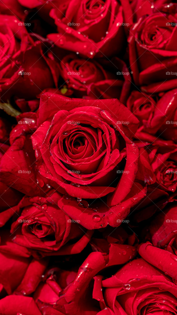 The beautiful red roses which are related to love & harmony. It's a beautiful creation of mother nature due its uniqueness. A pure red rose signifies the true love & affection of nature & every expression comes from the deep heart to special one.