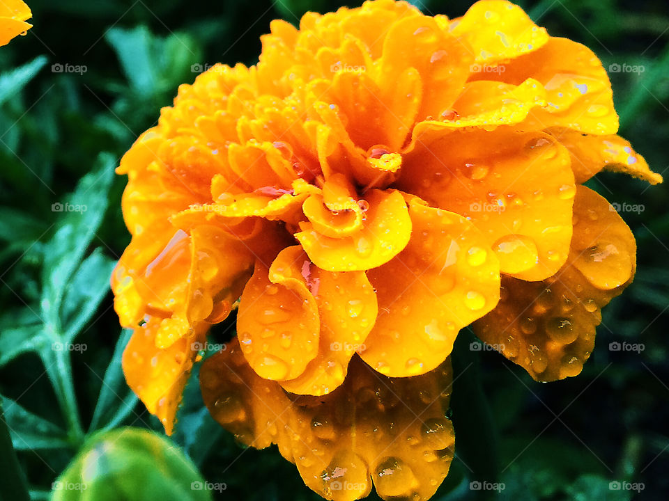 Flower Orange. From the front garden. 