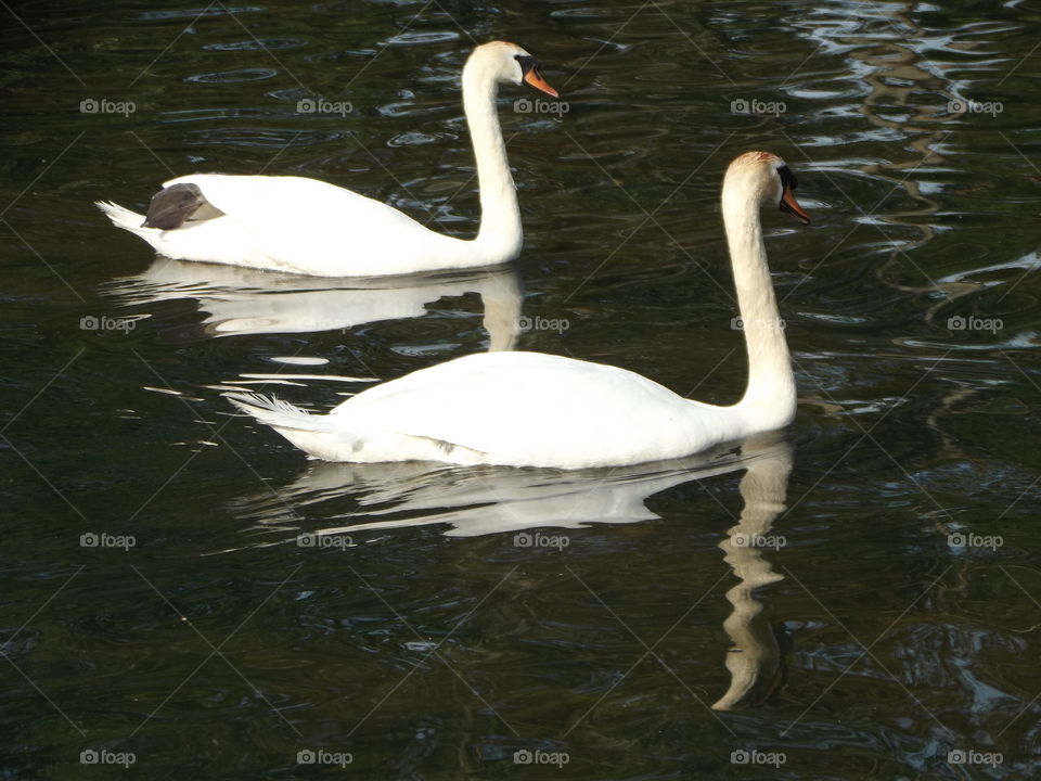 Two Beautiful Swans