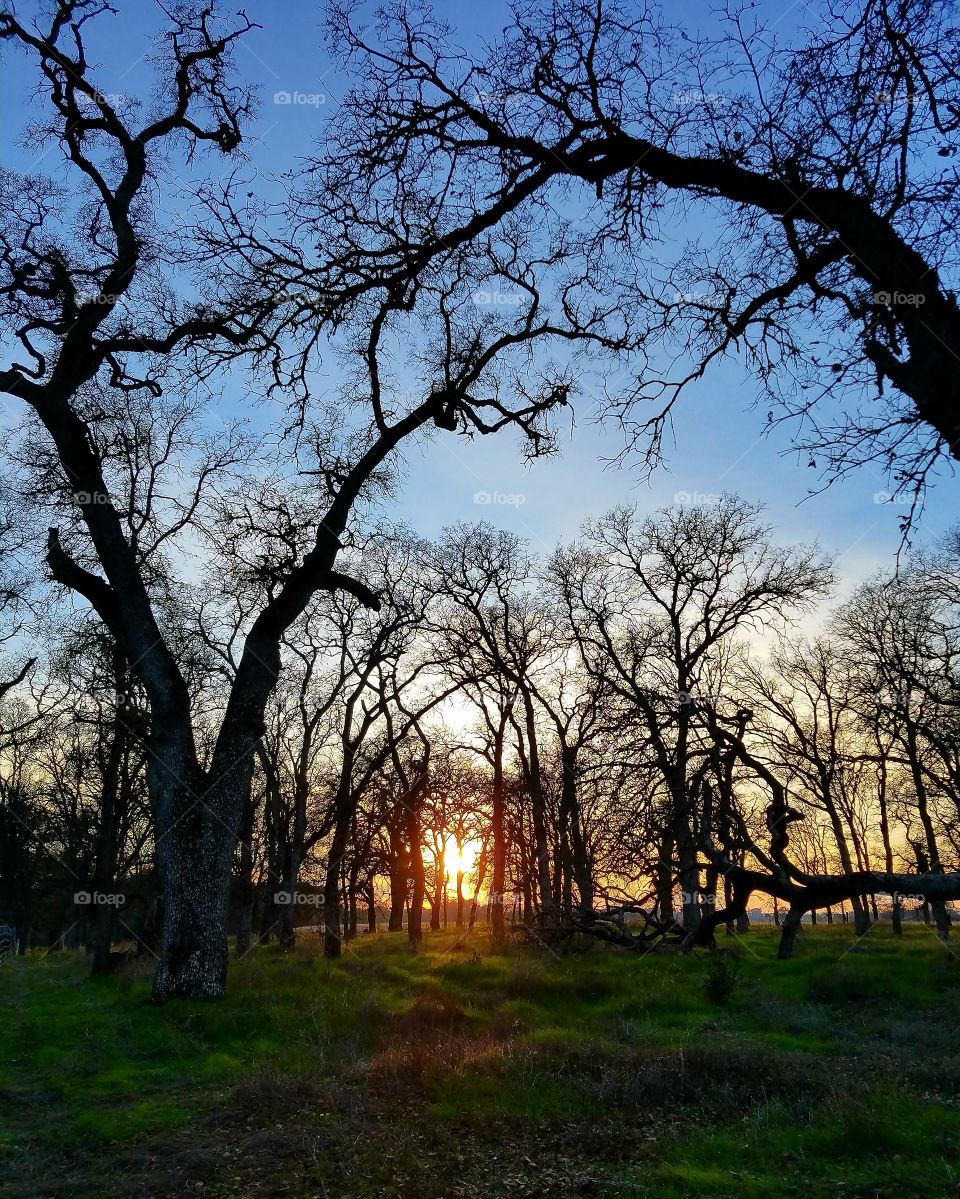 Oak tree sunset