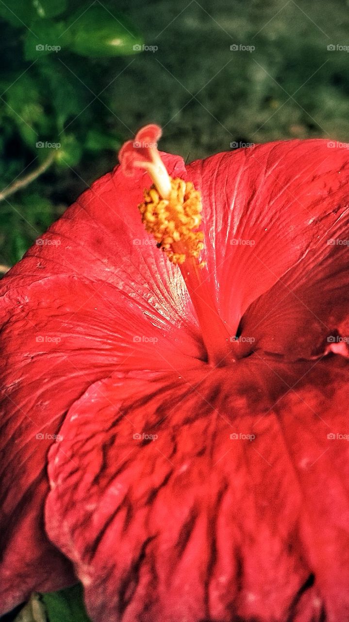 Hibiscus