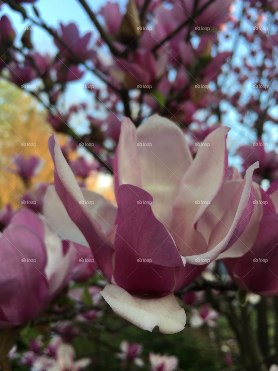 Tulip tree bright, lavender shades and white