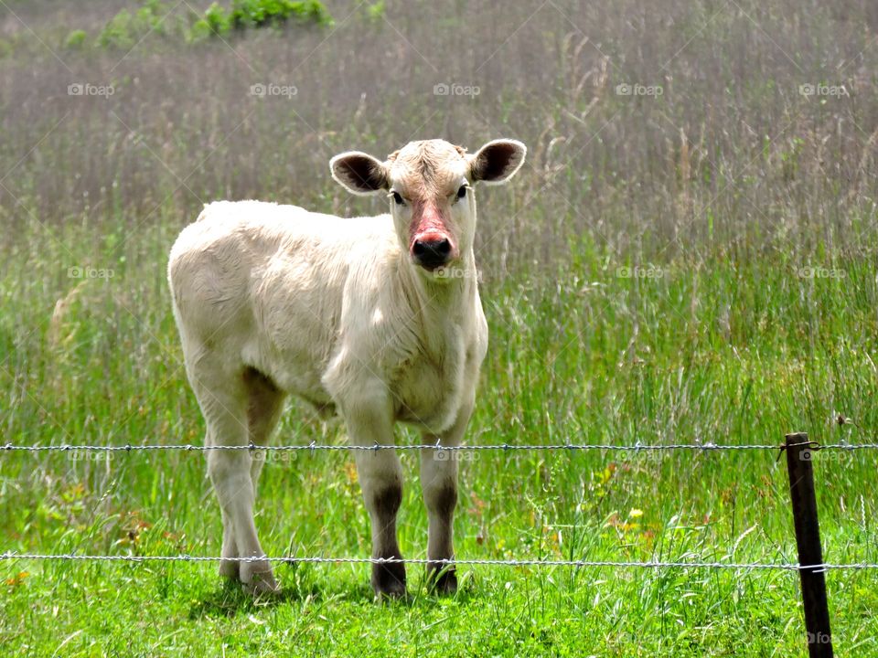 Moo baby. White baby cow on a pasture