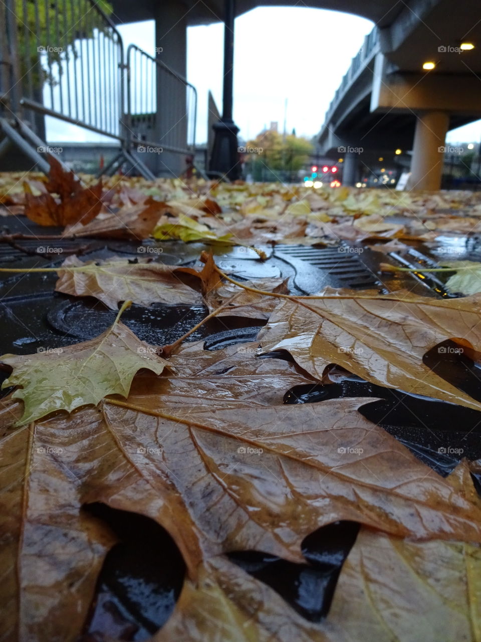 Leaves in fall