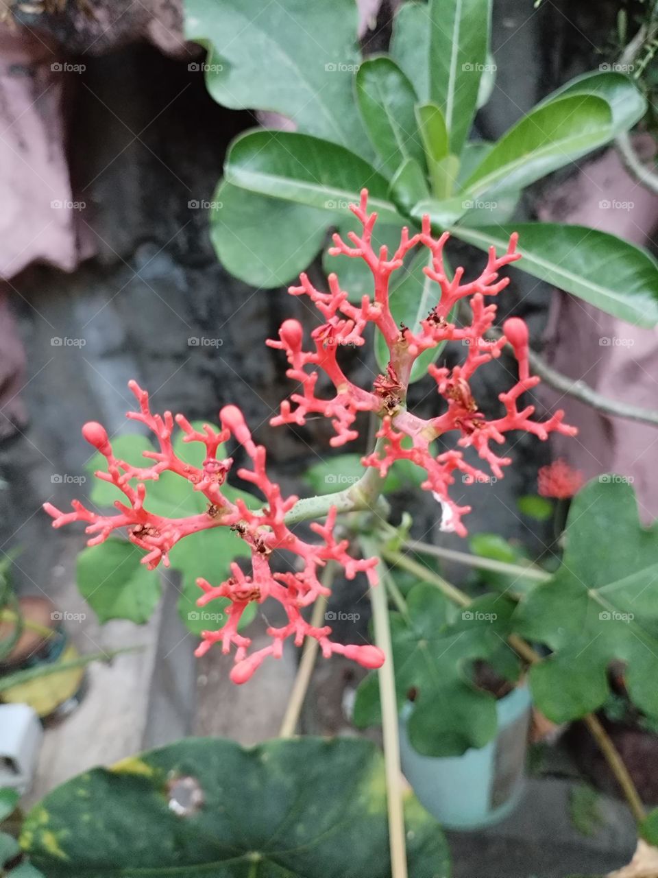 Jatropha Podagrica