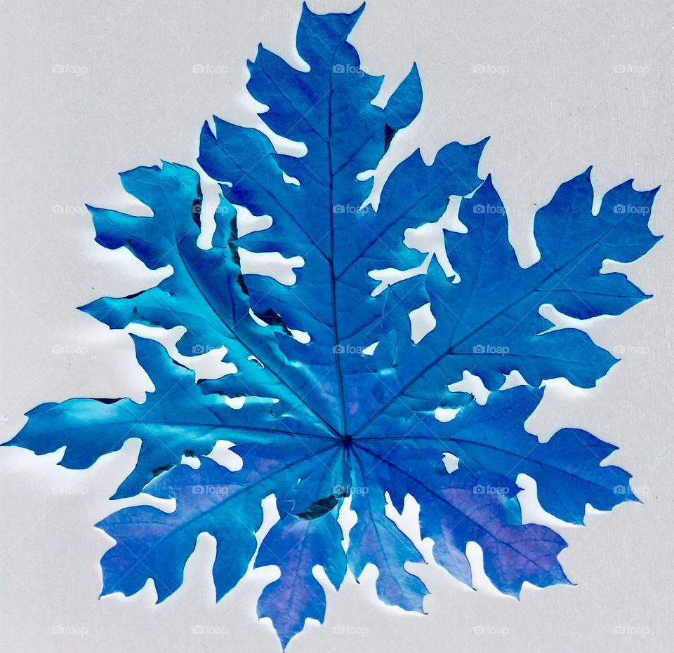 Papaya leaves are very good for natural herbal treatments.