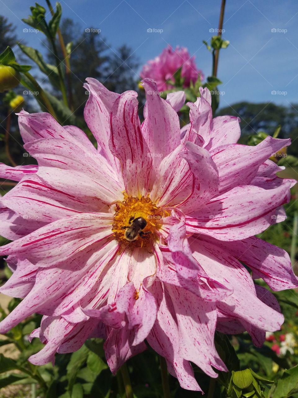 Planting Fields Arboretum State Park, Oyster Bay, NY - August 2017 - Taken on Android Phone - Galaxy S7 - Exploring the Grounds on a Lazy Sunday near the end of Summer
