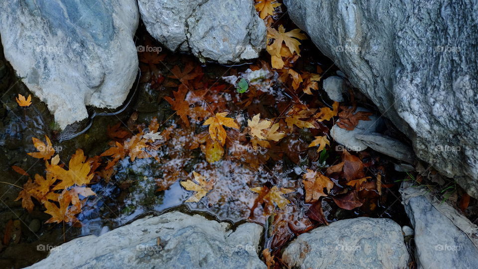 Autumn leaves floating on water