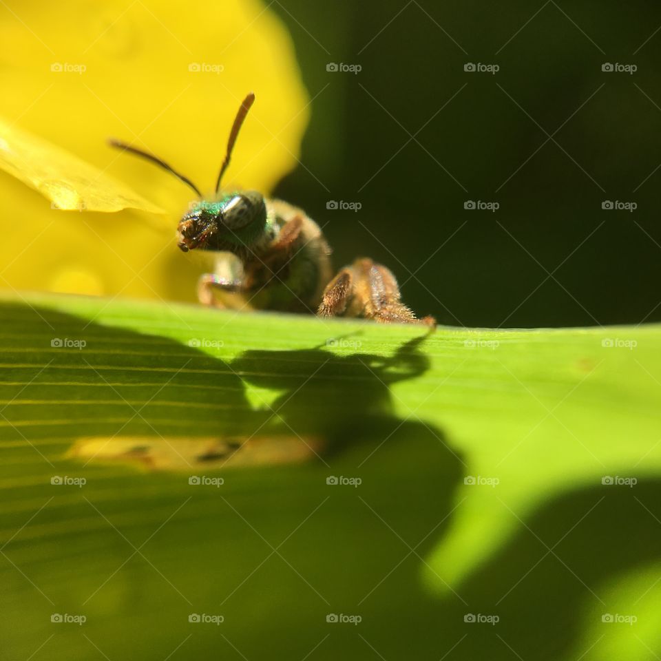 Green-headed bee closeup on leaf with shadow  grooming after a summer rain shower series