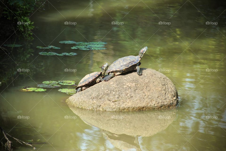 Two tortoises 