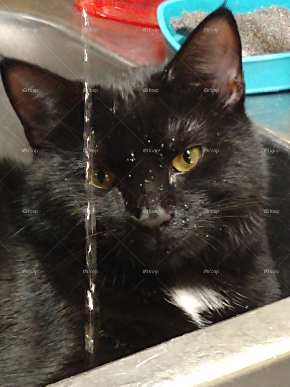 Lilly playing in water