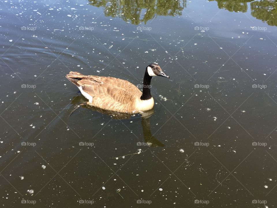 Goose on the water. 