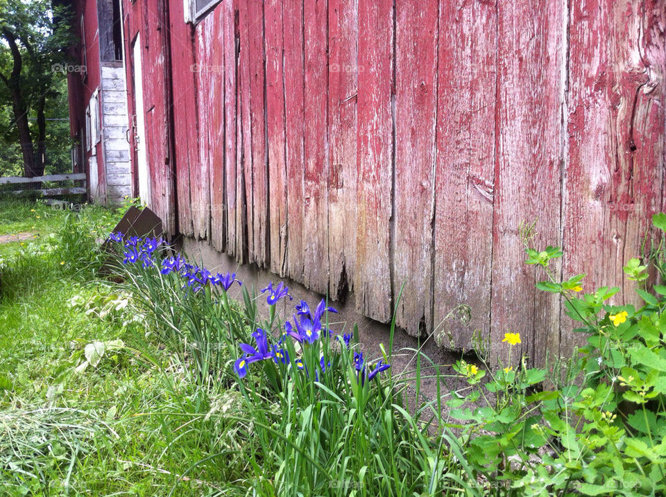 flowers barn iphone iphoneography by joseph_petrella