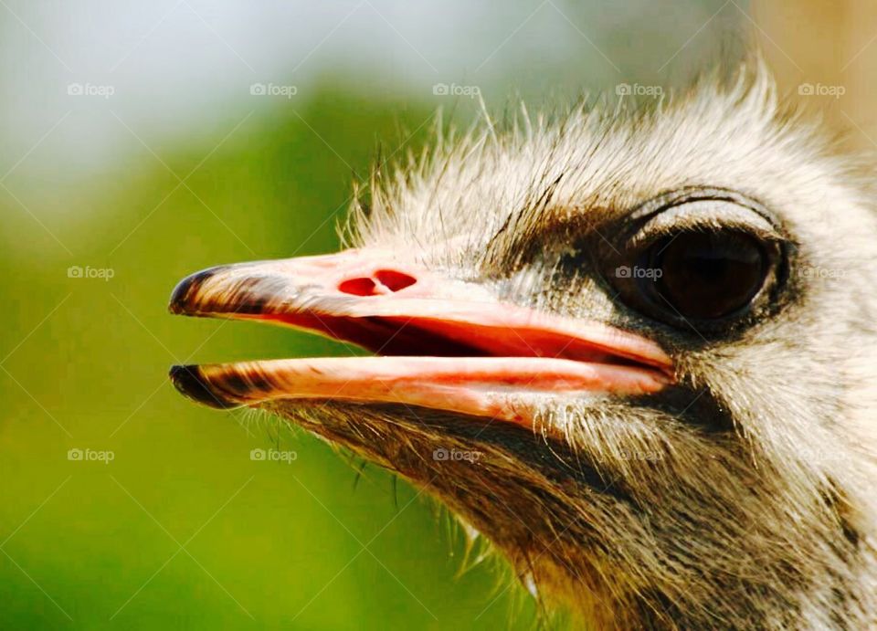 The side profile of an emu in focus 