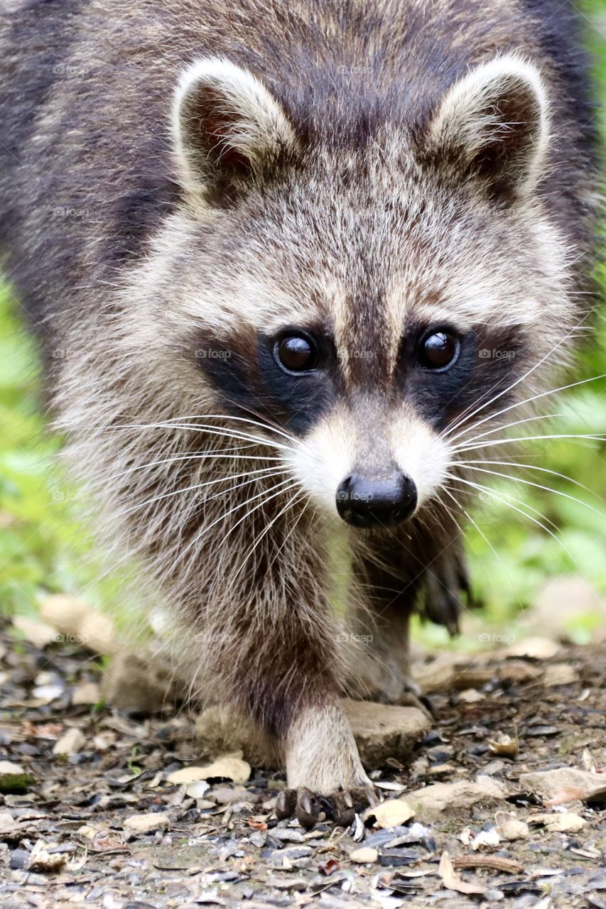 Raccoon on the move 