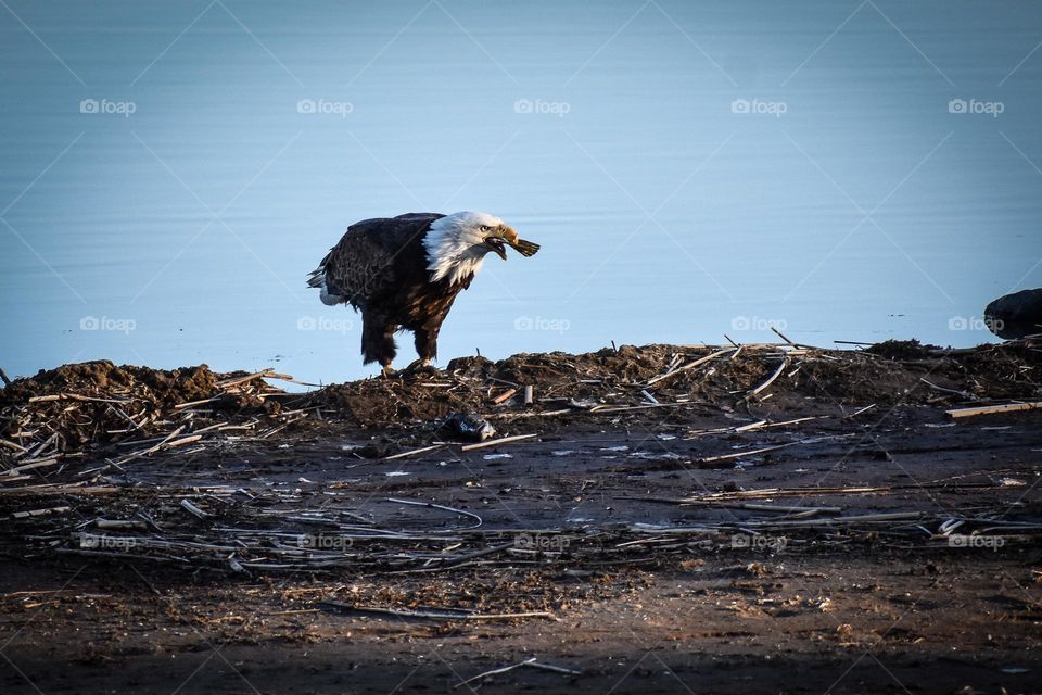 Bald eagle stands on shore of lake, eating its lunch. A fish hangs out of its mouth.