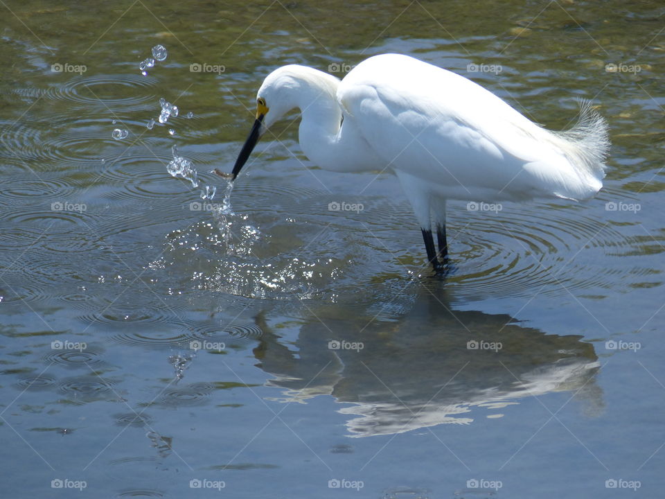 Snowy egret catching fish 