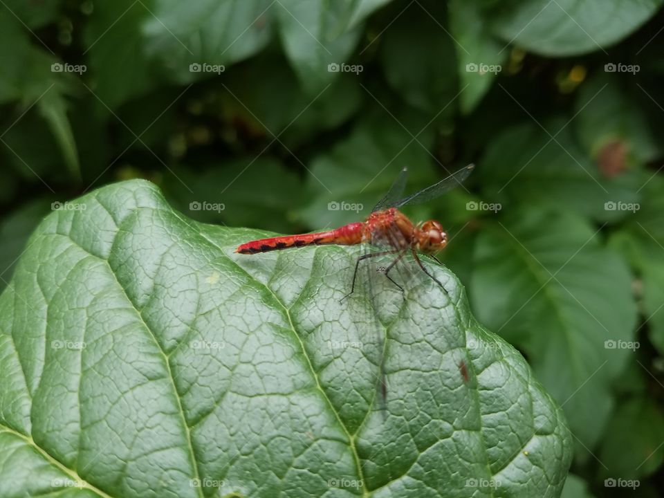 Close-up of a dragonfly on leaf