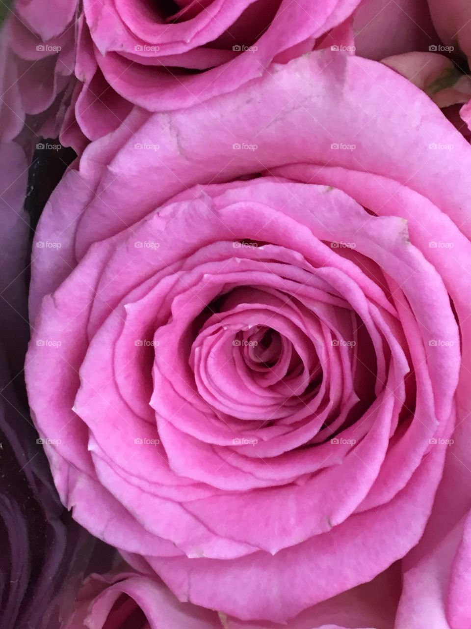 Pink Rose - close up