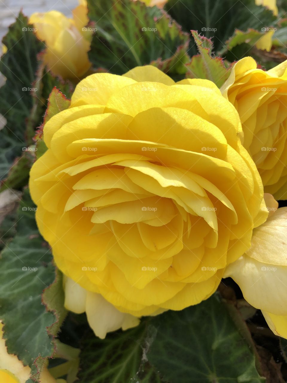 I collected this lovely yellow rose on council gardens in Newquay, Cornwall. What an amazing yellow star this is.