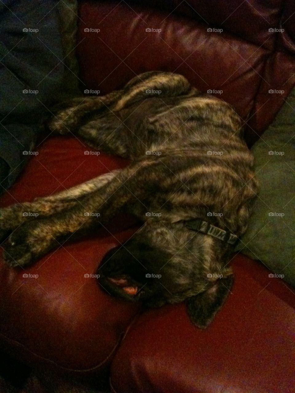 Large dog falls asleep on couch