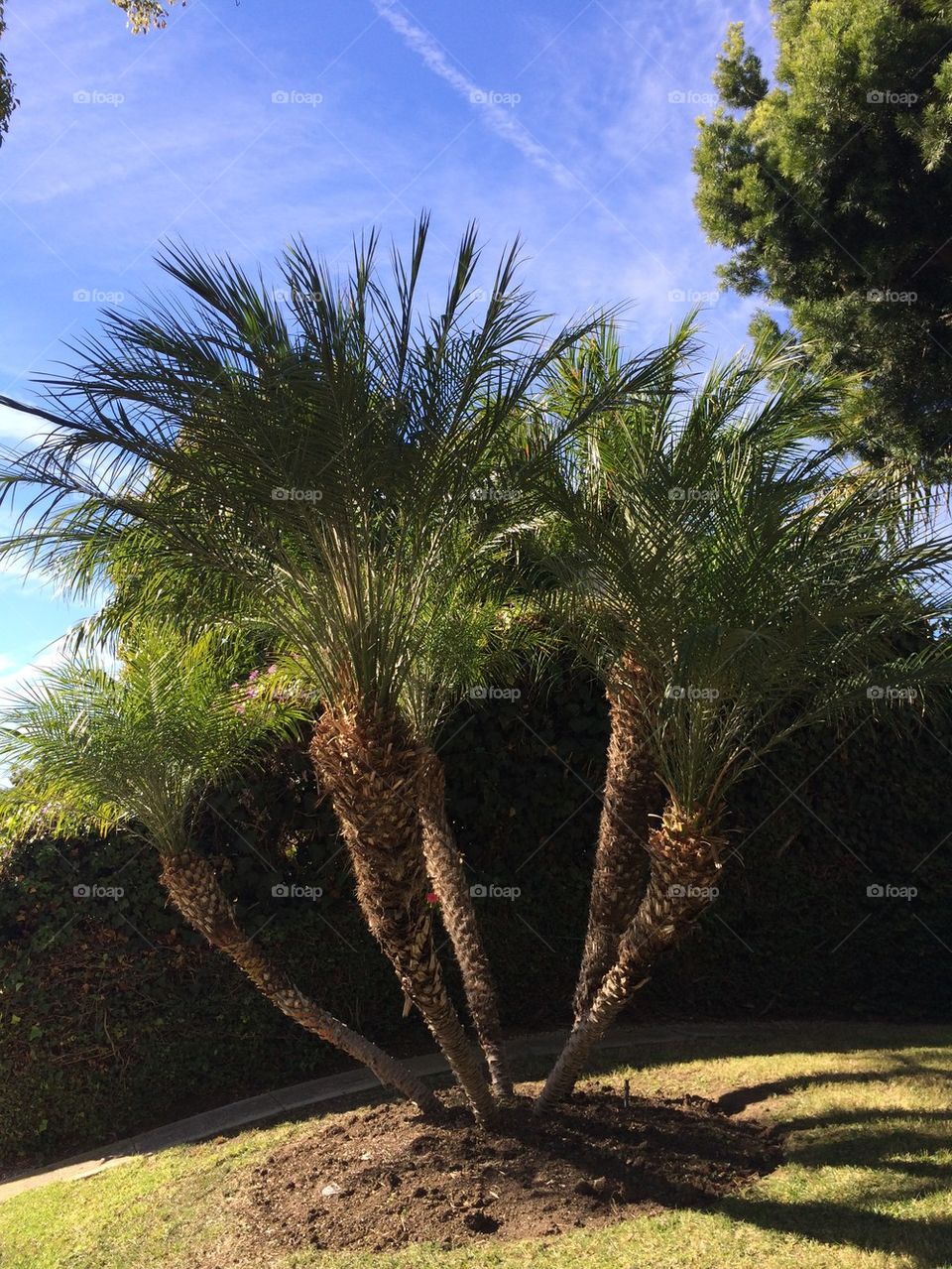 Palm tree triplets