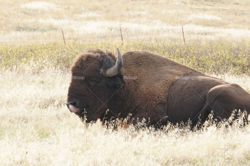 A bison takes care of a nose itch on a sunny hillside in the National Bison Range.