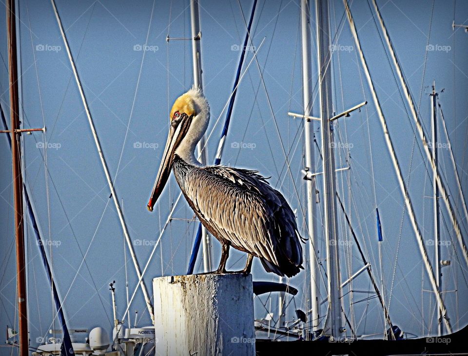 Marina pelican 