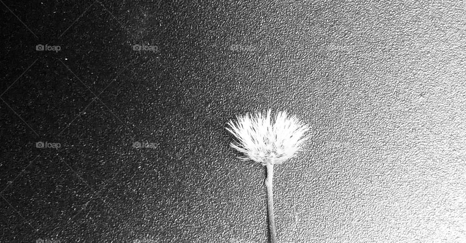 Black and white photo of a small flower