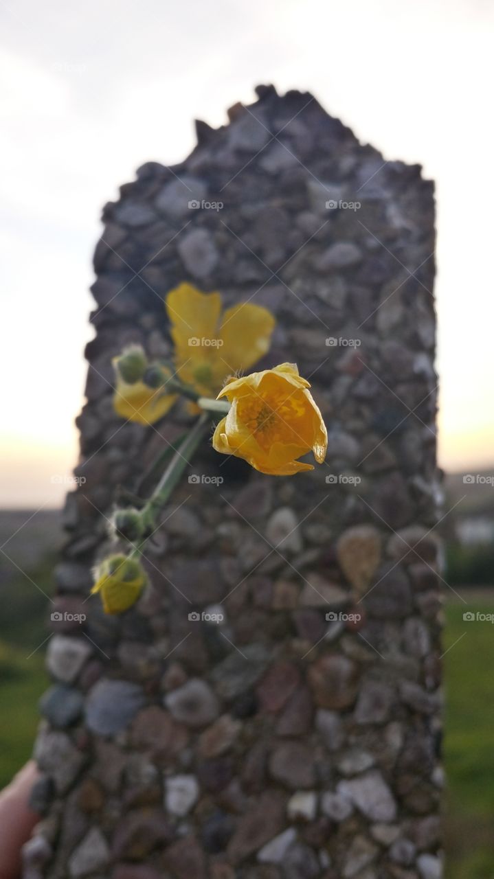 Flowers in Stone