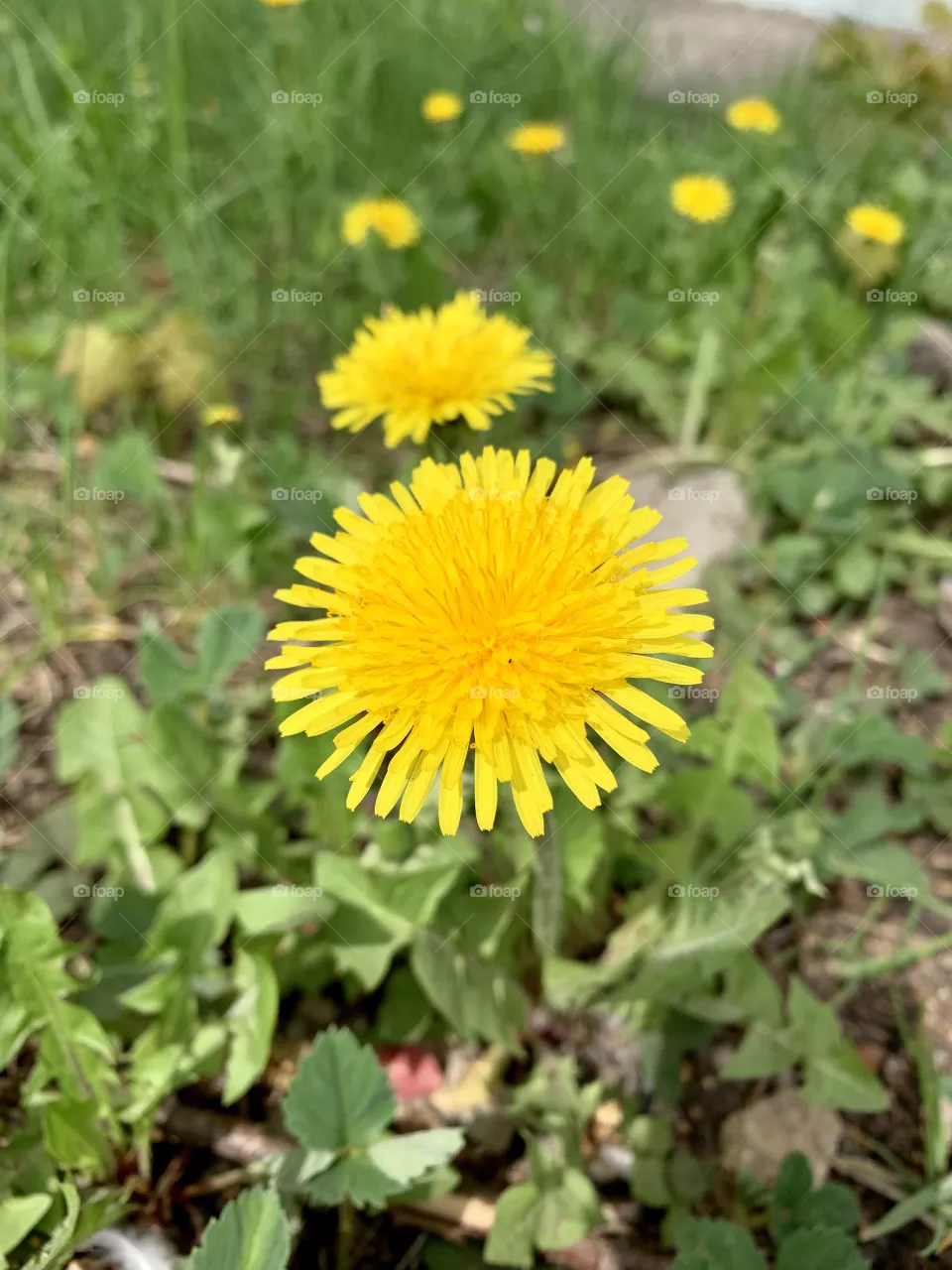 Dandelion 