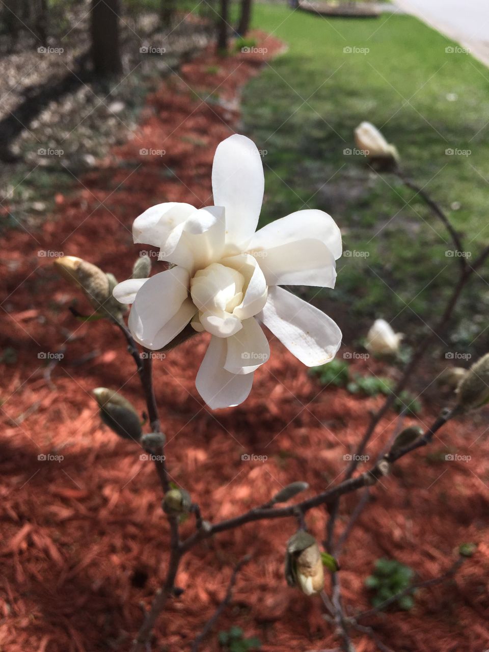 Magnolia 1 year