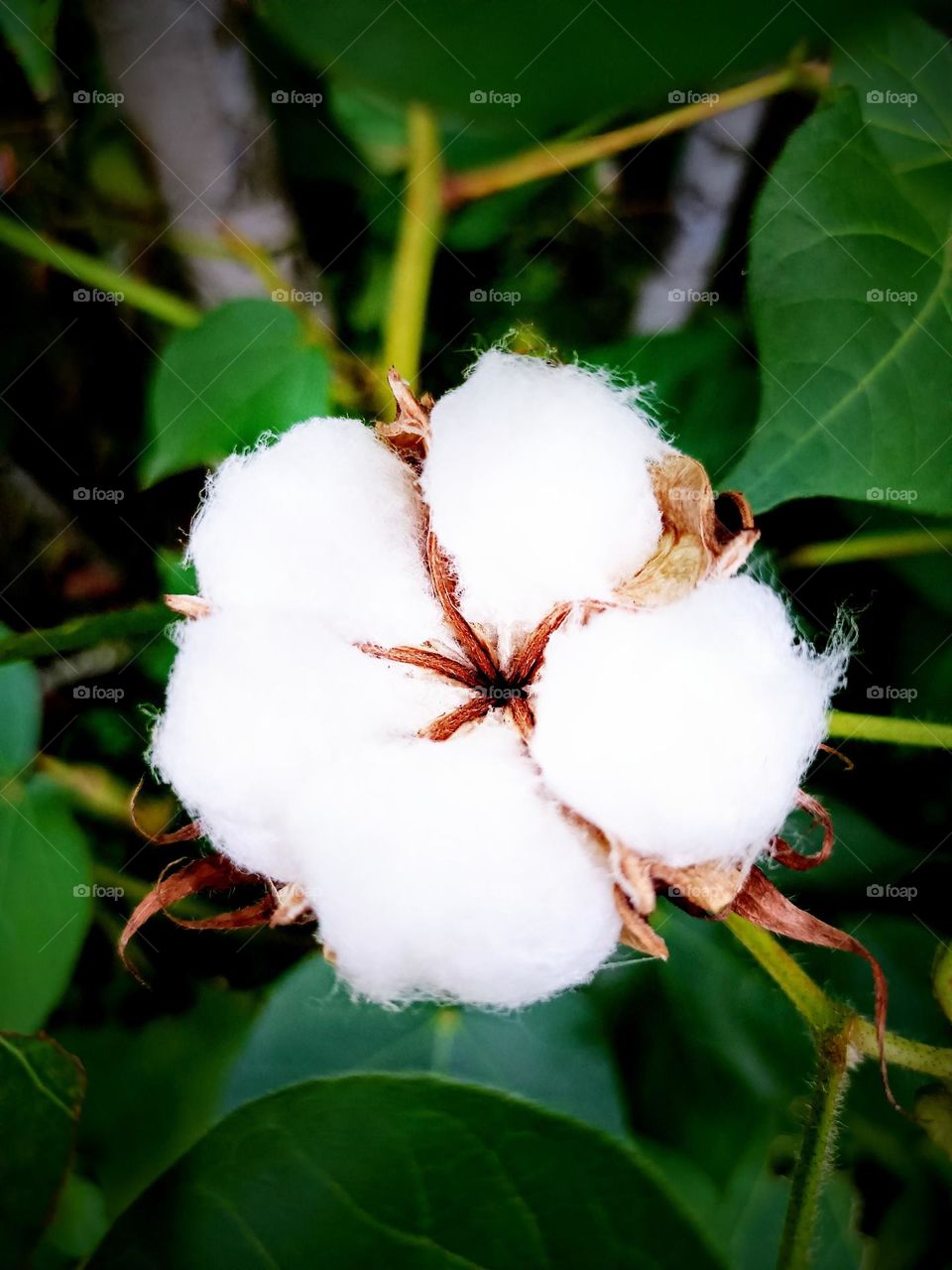 Cotton plant(Gossypium) with leaves and a ripe fruit.Close view of a fresh cotton ball on the branch taken from Kepala Batas, Penang, Malaysia.